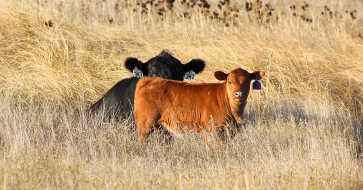 Some management tips for fall-calving cows