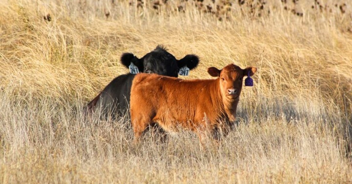 Cow Fall Down Some management tips for fall-calving cows
