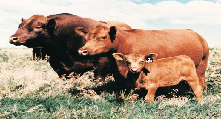 9-15-21 Red Angus family redfamily8x_0.jpg 9-15-21 Red Angus family redfamily8x_0.jpg