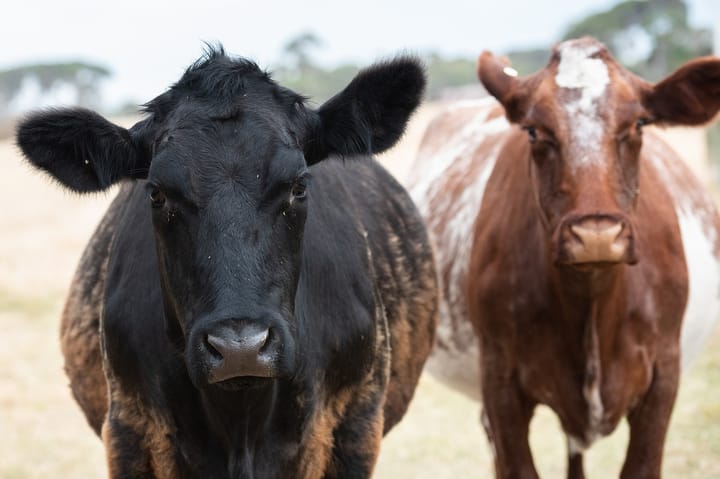 Herd health playbook: Vaccines and VCPR