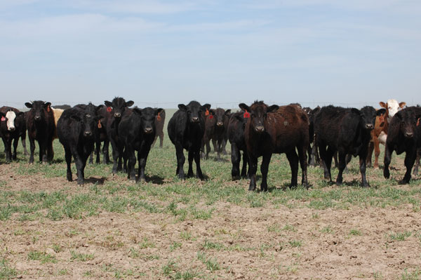 K-State Beef Stocker Field Day set for Sept. 29