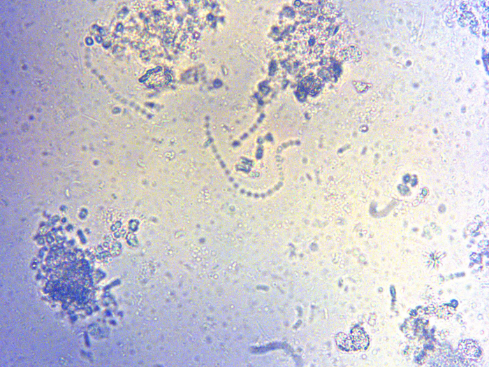 bacteria3_20450x_20copy.png