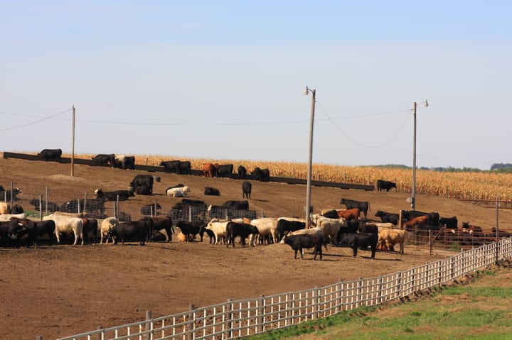 Cattle futures drop on export rumors