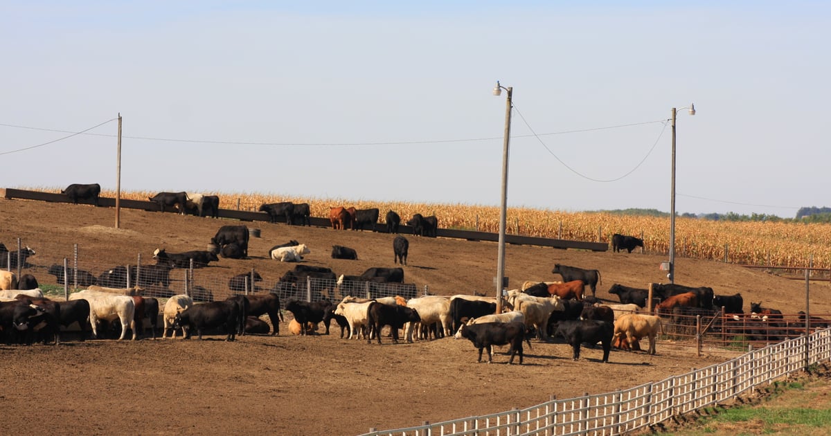 Catle Ranches Cattle futures drop on export rumors
