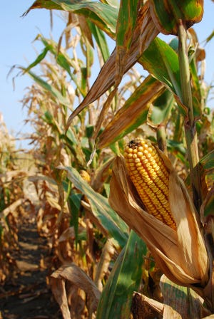 Record Corn Crop Grows Larger