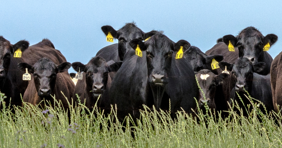 Copper and immune function