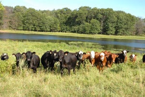 6 Trending Headlines: Why Preconditioning Adds Value, PLUS How Grazing Improves Riparian Areas