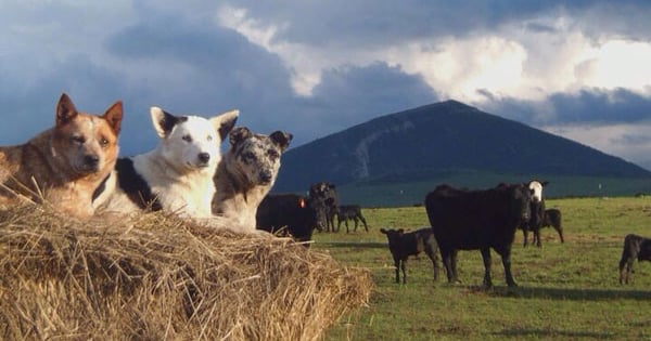 180+ Photos Of Ranch Dogs | Beef Magazine