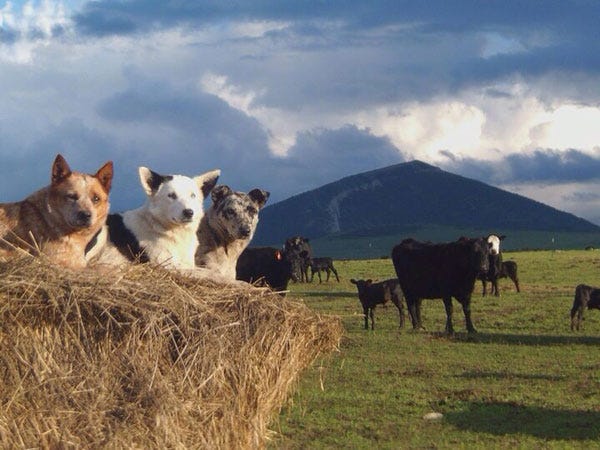 180+ Photos Of Ranch Dogs