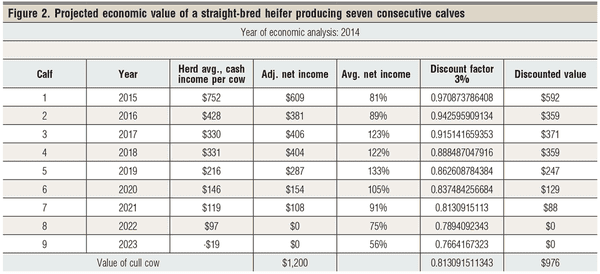 projected income of straight bred heifers