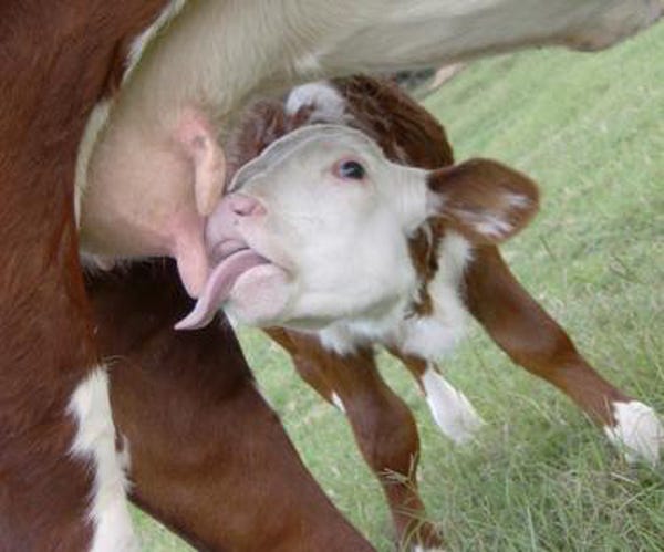 101 Reader-Submitted Baby Calf Photos