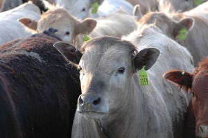 Finding The Value In Feeder Cattle