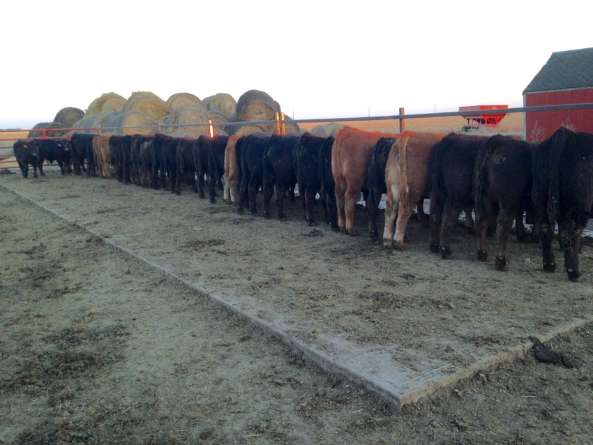 Value of gain on Winter backgrounded cattle