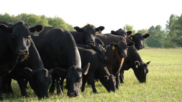5 Trending Headlines: Better forage with managed grazing; PLUS: Why BQA matters to you