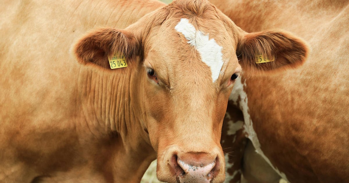 Why Udder Quality Matters why-udder-quality-matters