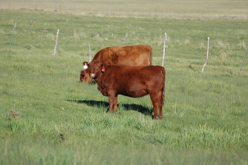 Heifers on pasture