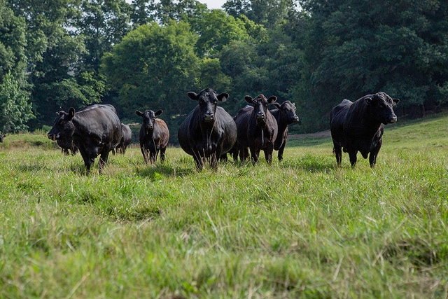 4 things to cross off your to-do list before breeding season begins