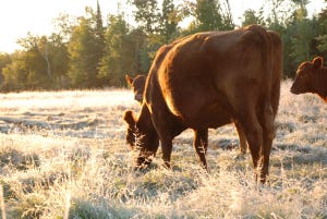 Winter Cow Management Starts Well Before Winter