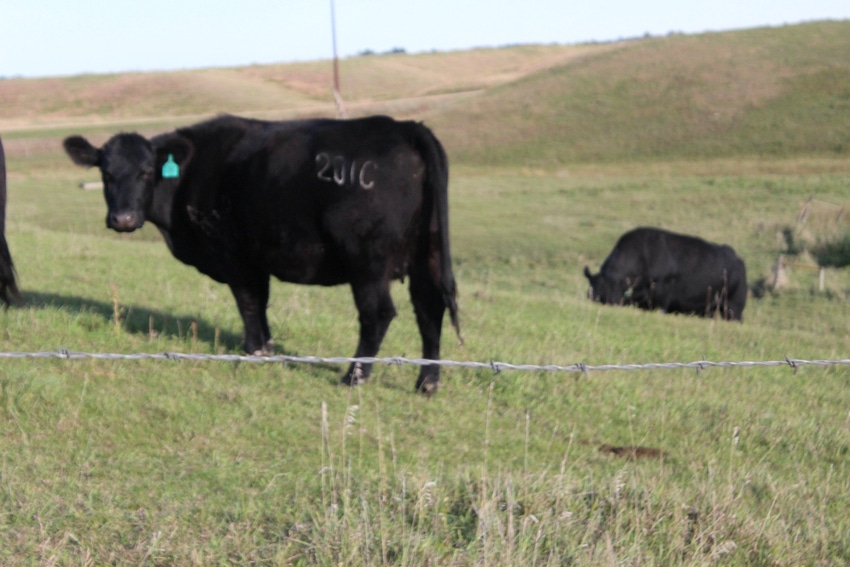 The cost of fixing vs. building new fence