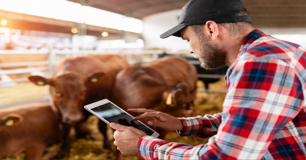 Tracking costs tied to calf value