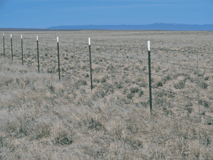 Got cheatgrass? Here's how to kill it and get your pastures back