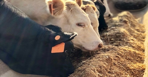 New model Is transforming the study of liver abscesses in cattle