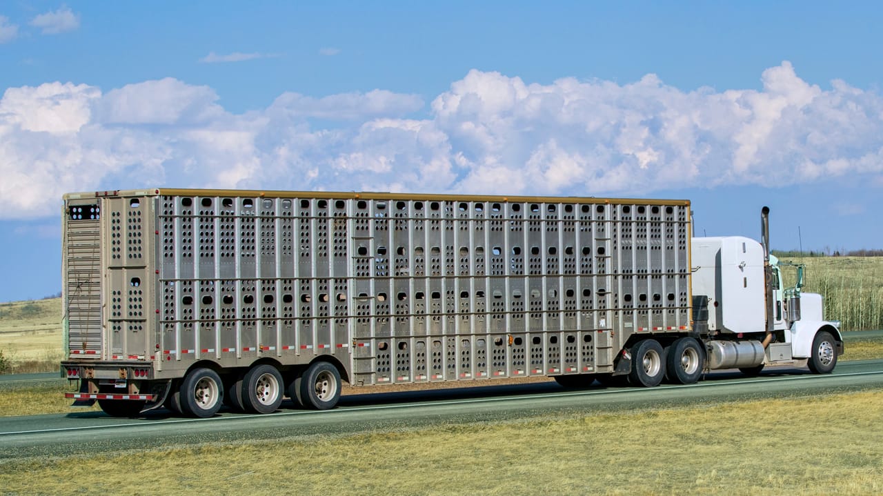 Cattle Shuttle Global beef roundup: Focus on Uruguay