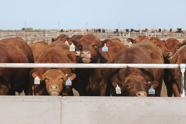 Feeding Cattle Is All About Feeding The Microbes