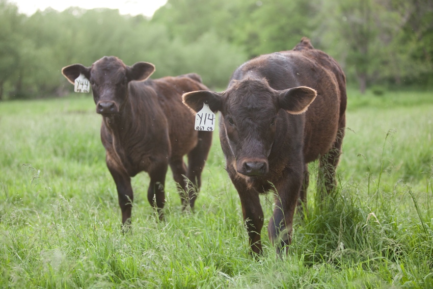 Earn $25 or more per calf from preconditioning