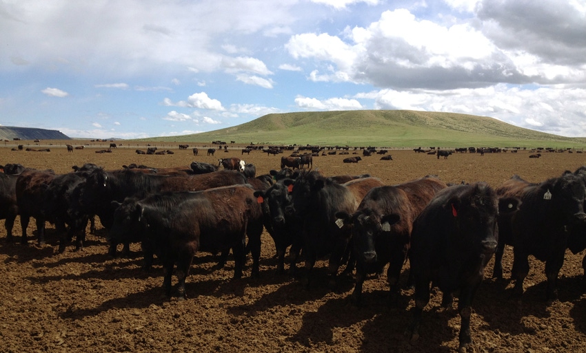 AFBF supports Cattle Transparency Act, except mandatory cash sales