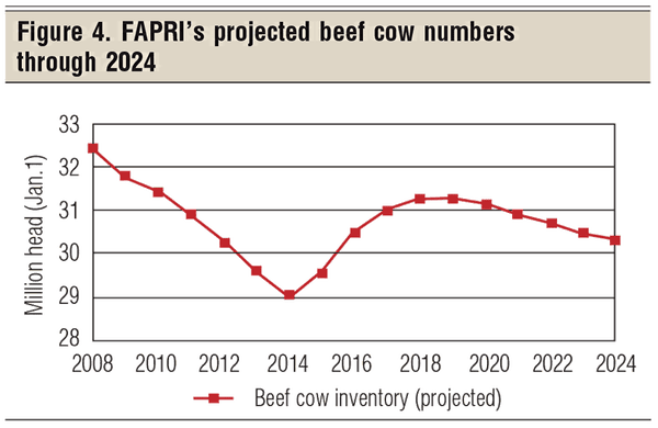 project beef cow numbers through 2024