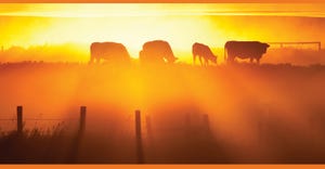 How to keep your cows bred through the heat of summer