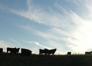 Beef Industry Makes A Colossal Contribution To U.S. Economy