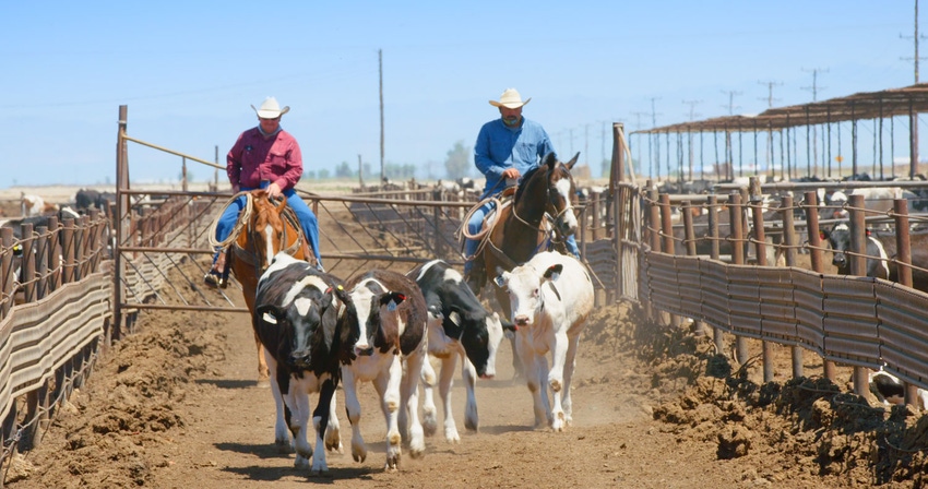 Holstein calves in California feedyard
