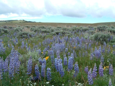 Fact Sheet: Poisonous Plants For Cattle