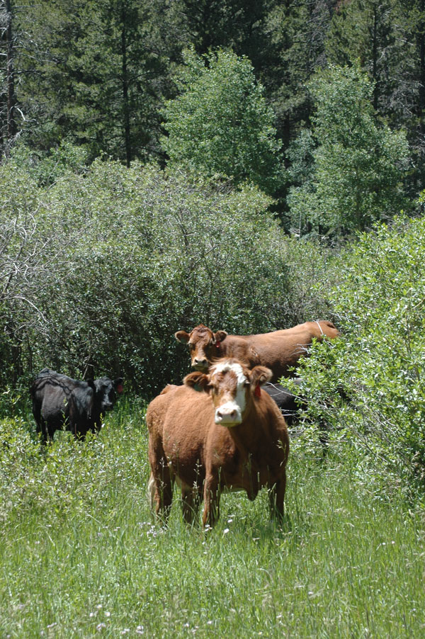 Cattlemen’s College Review: Applying 35 Years Of Genetic Resource To Build Cows