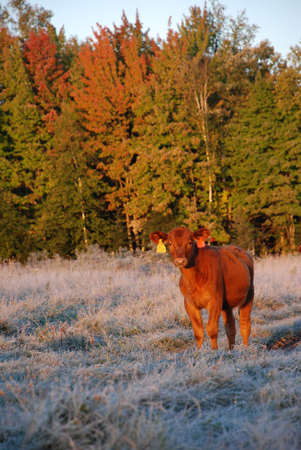 Battling Lice In Your Cowherd? Here Are Vet-Approved Tips To Control It