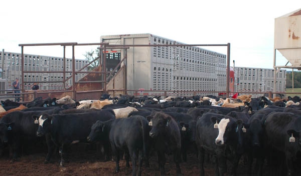 Beef Demand Strength Expected Through 2012