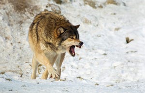 Feds Move To Delist Gray Wolf Under ESA, Mexican Wolf Remains Protected