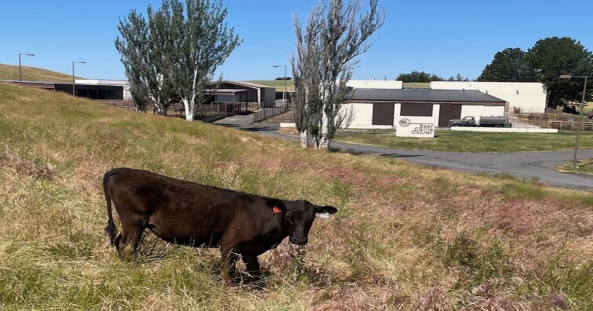 WSU Wagyu breeders announce first dual-inheritance polled heifer