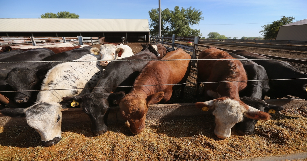 Cattle prices creeping higher