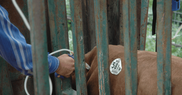 Giving cattle injections? Do it right
