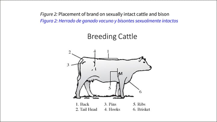 Sonora intact replacement heifers for breeding importation proposal