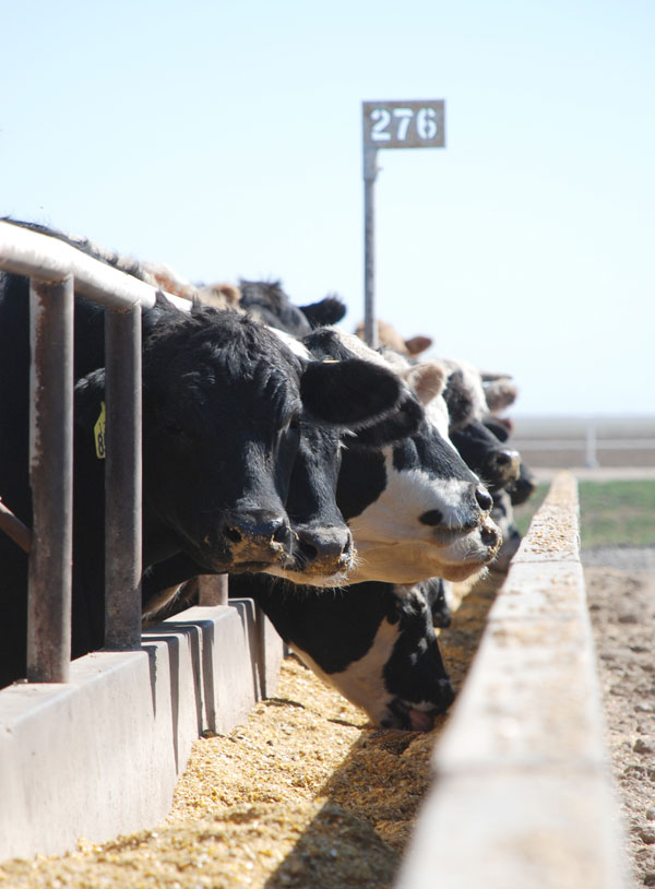 Cattle On Feed Report Neutral To Bullish