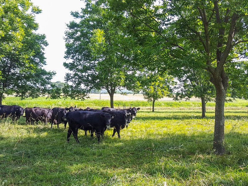 UofArk Silvopastured Beef.jpg UofArk Silvopastured Beef.jpg