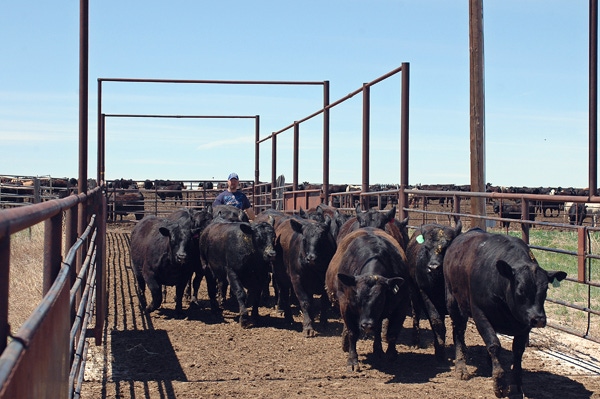 Cattle futures chase calf and feeder prices lower