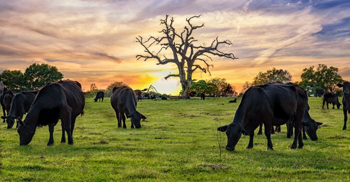 Cows on pasture on sunny day Cows on pasture on sunny day