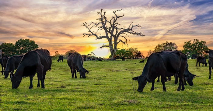 Cows on pasture on sunny day