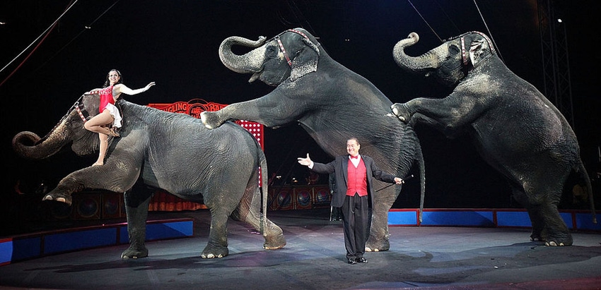 Animal rights activists bring down the circus Big Top