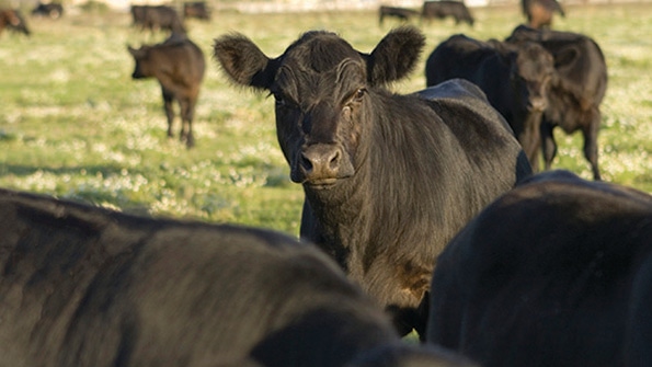 Proven technology adds pounds, solves grazing challenges in pasture cattle